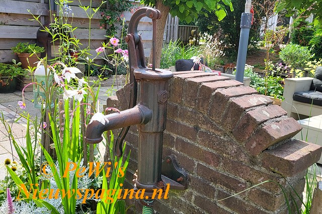 2024 Afbeelding Nazomeren kikker op waterleliebladbb BorderMaker