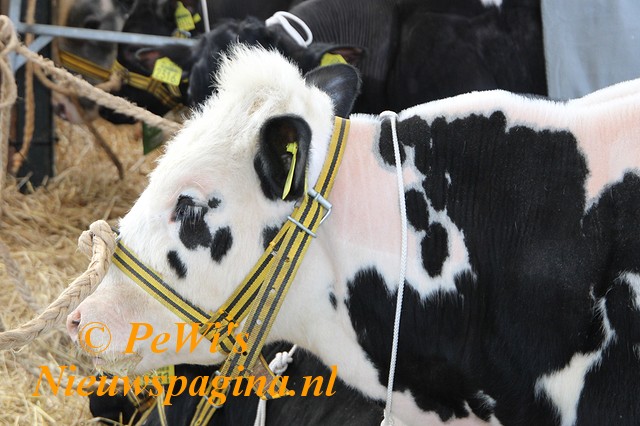 IMG 3710p BorderMaker