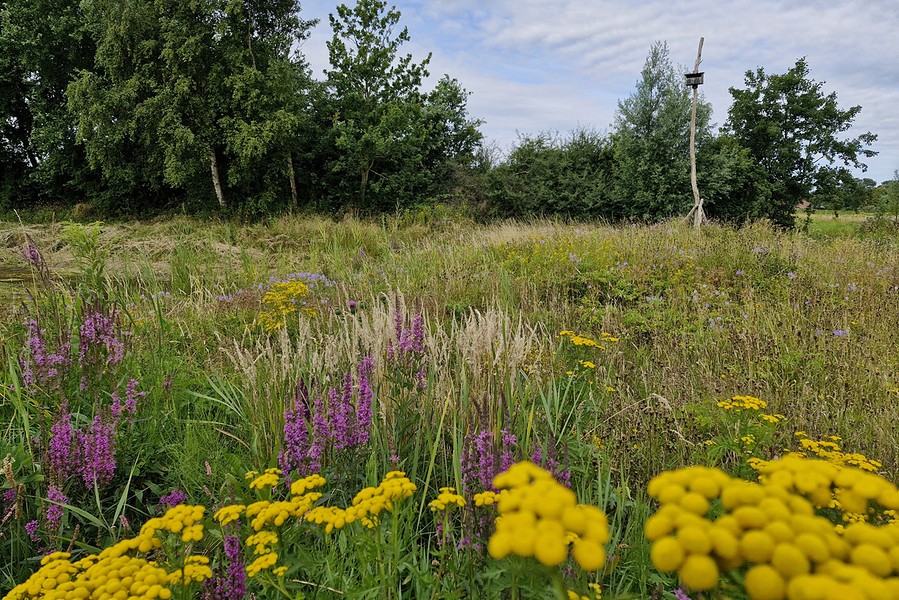 2026 afbeelding persbericht 27 en 28 juni tuin Bas en Roos.bb BorderMaker