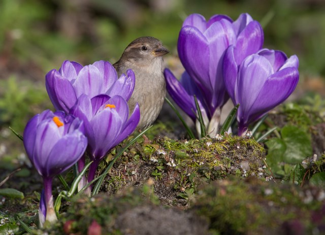 Crocus met mus-1 640x480