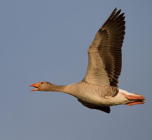 Grauwe gans-1 640x480