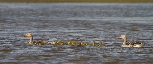 Grauwe gans met pulli-1 640x480