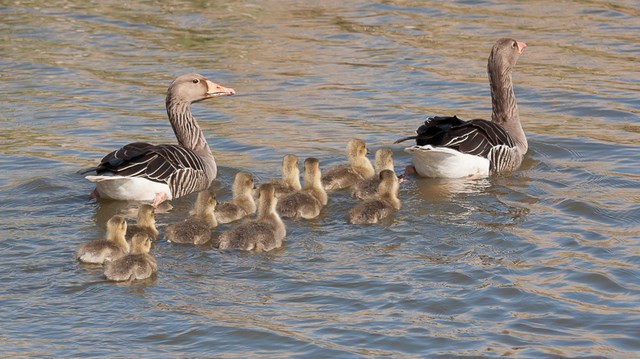 grauwe gans paar-1 640x480