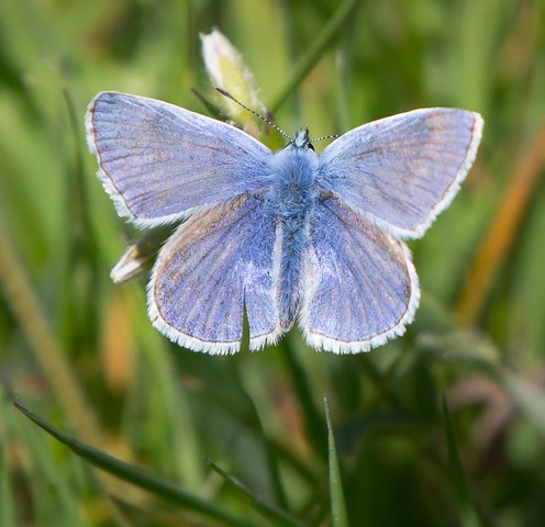 Icares Blauwtje man-1 640x480