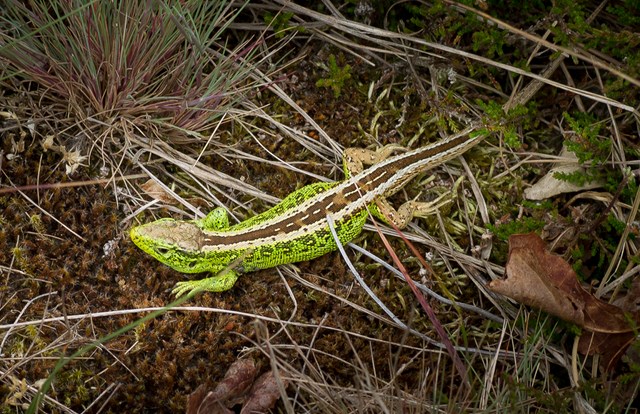 Zandhagedis2-1 640x480