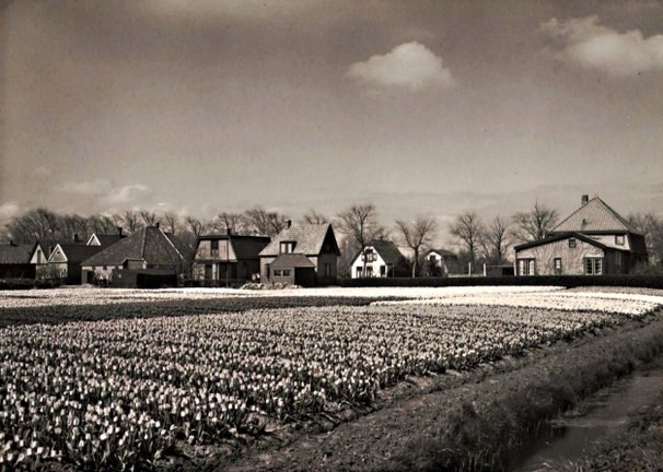 789 Hoefje. Bollenvelden. 1935 640x480