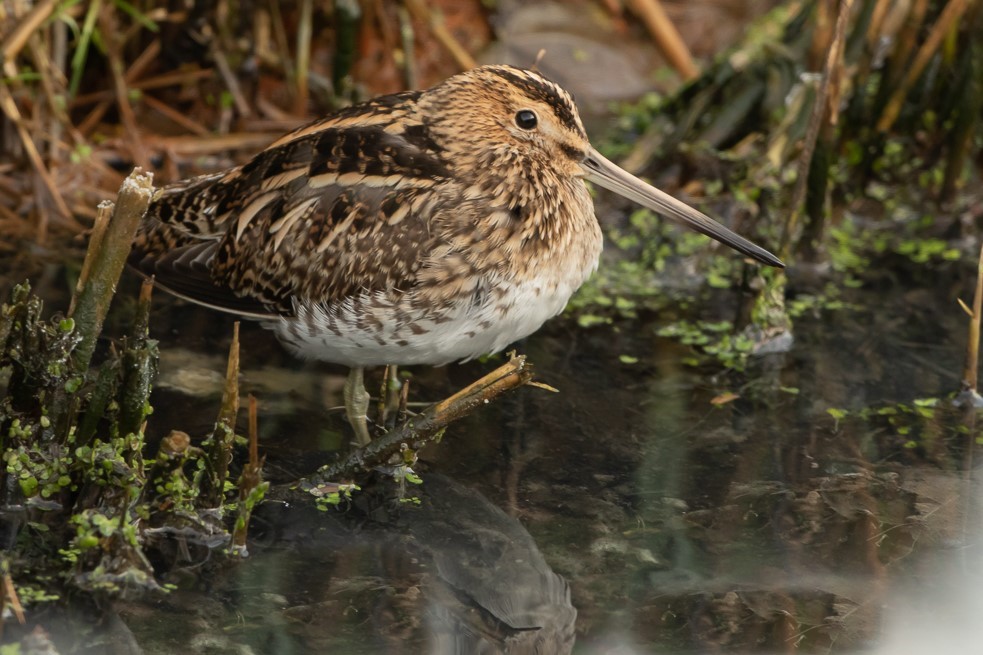 llllk000W. Meer snip 500 1