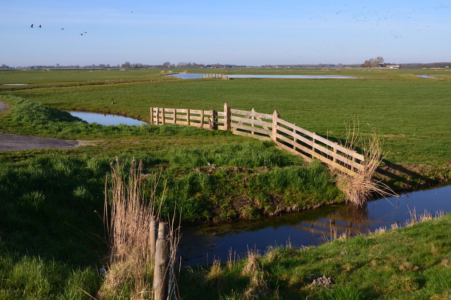 weelpolder Koos Leek 002