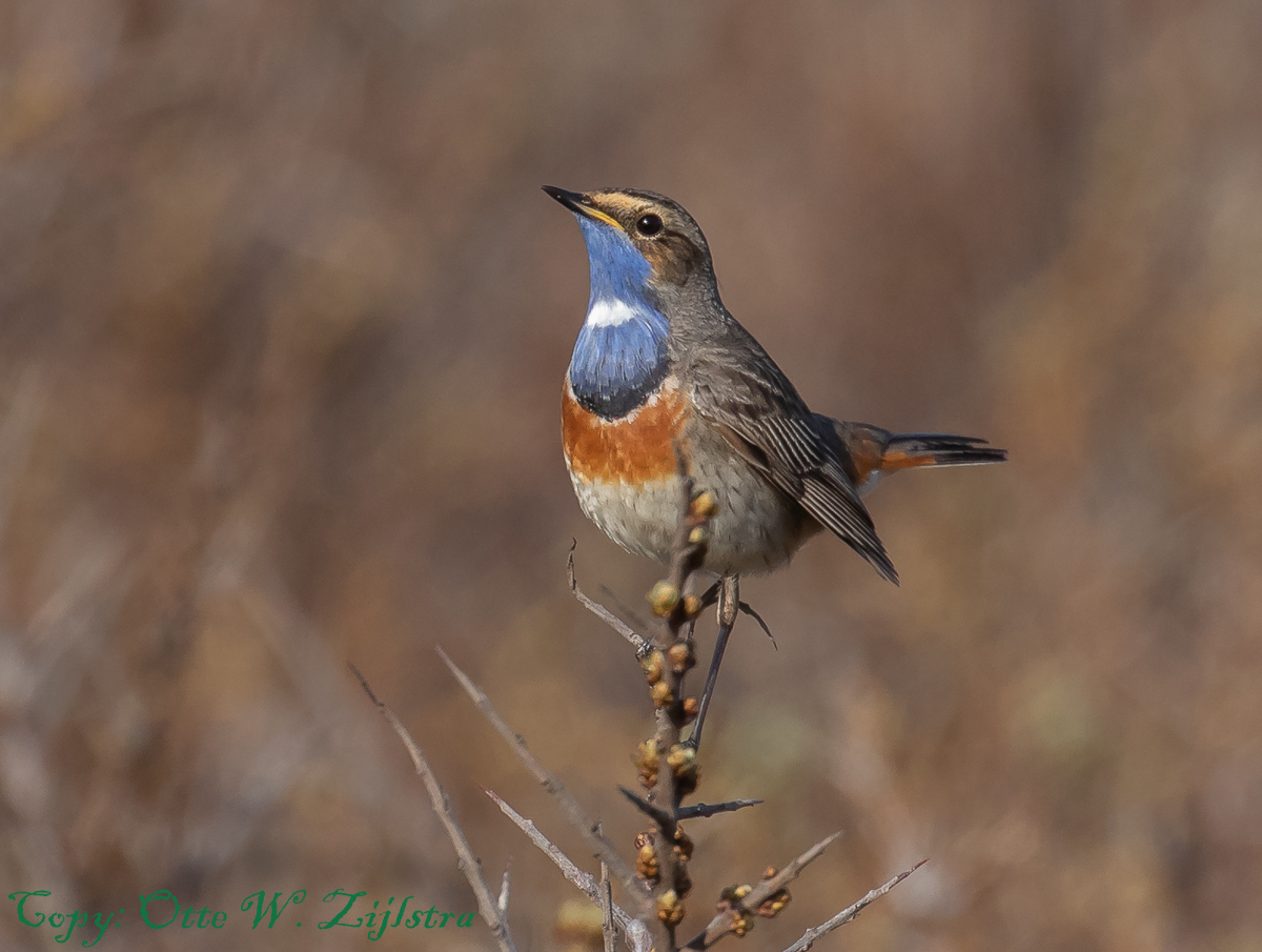 Blauwborst Schoorl 2