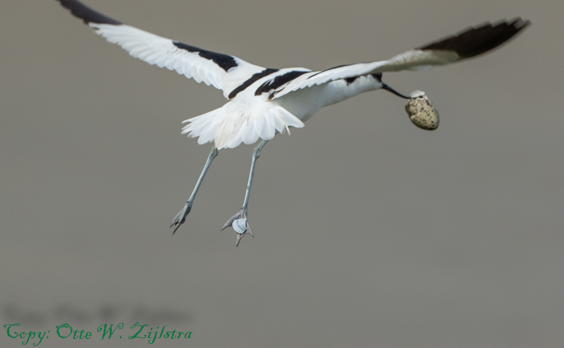 Kluut Texel 2