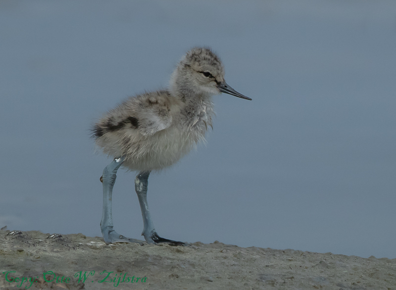 Kluut Texel 5