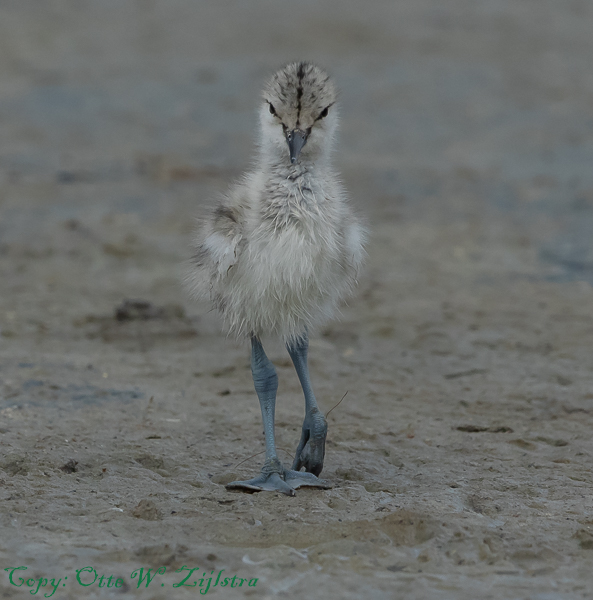 Kluut Texel 8