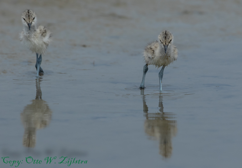 Kluut Texel 9