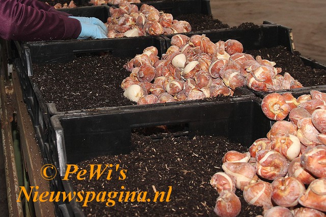 Adv 51 Wim Buis nieuwe achtergrond foto BorderMaker