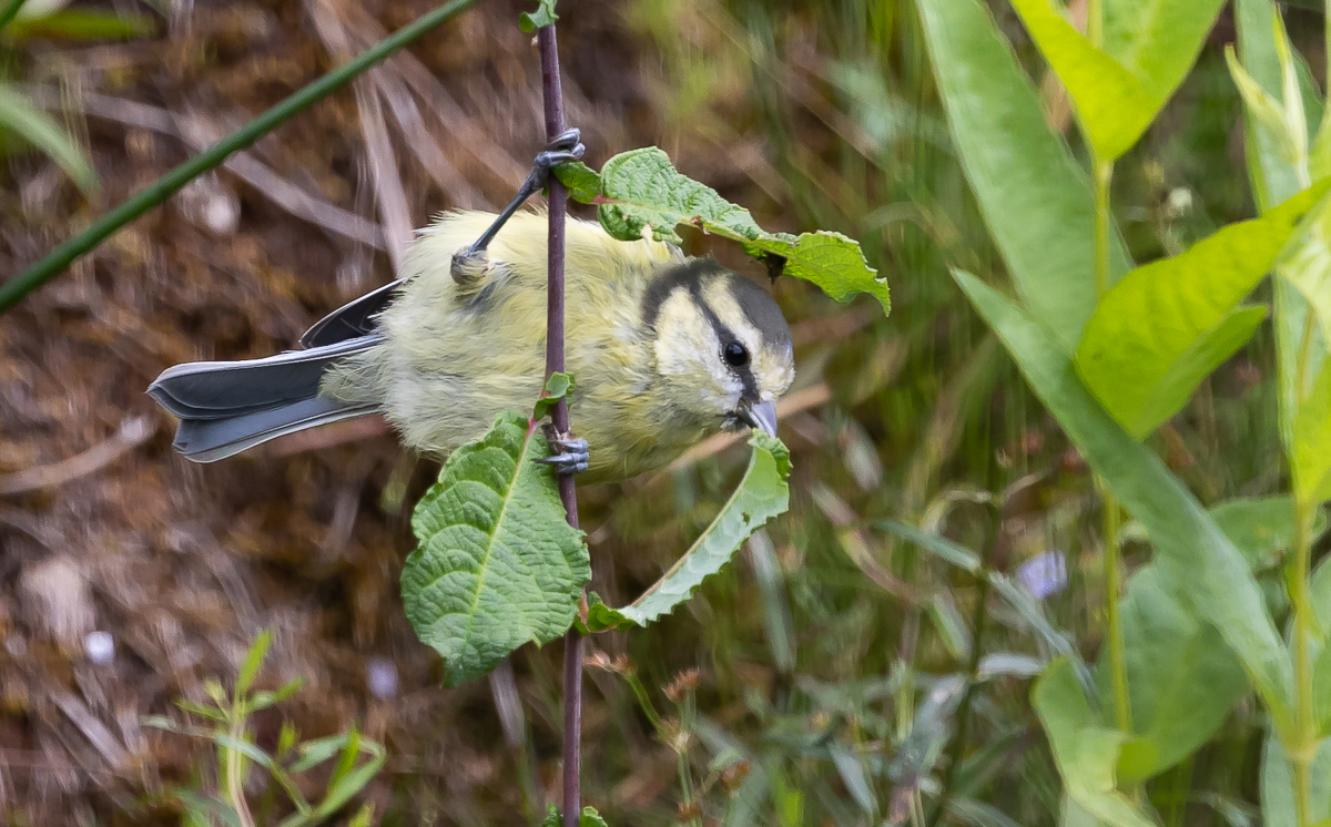 aaPimpelmees jong met blad 1