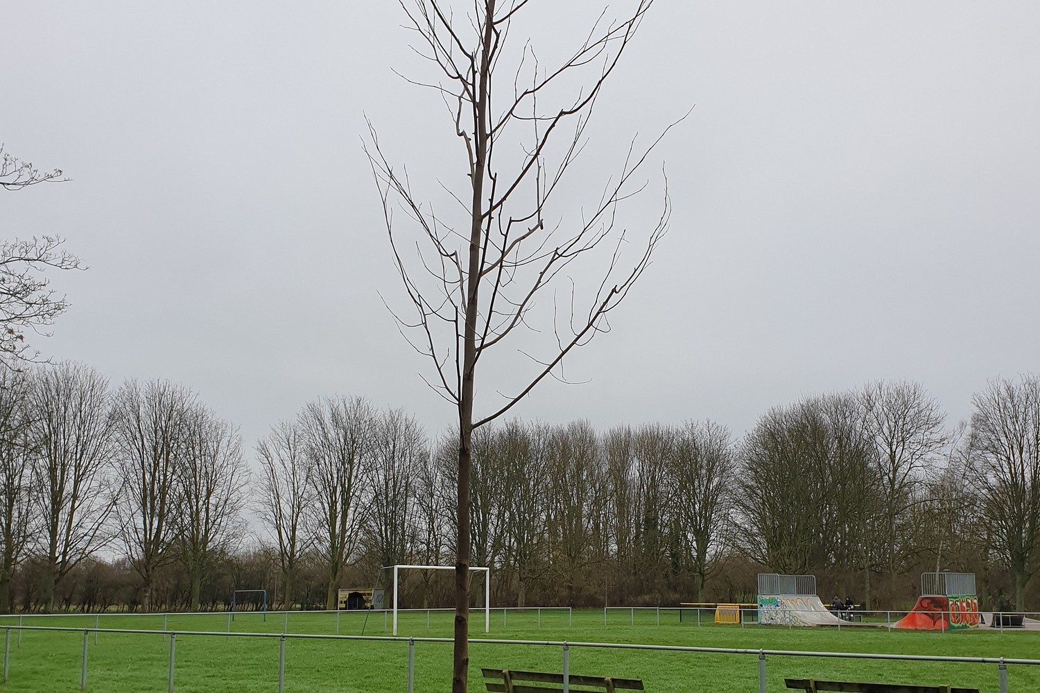 nieuwe boom park 18905002 BorderMaker