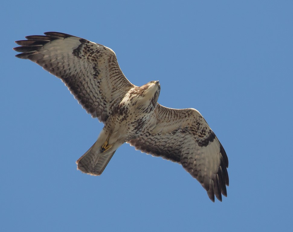 Buizerd 1 Medium