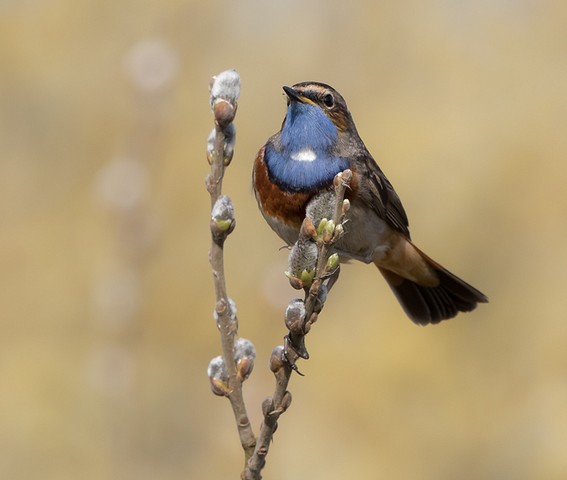 Blauwborst 1 BorderMaker