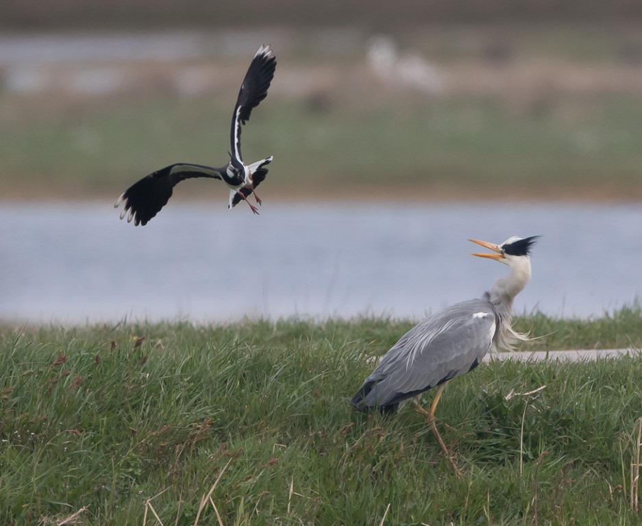 Blauwe reiger met kievit 1 Medium