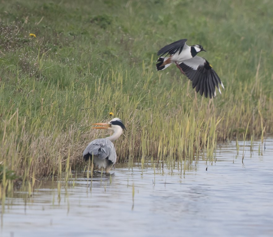 Blauwe reiger met kievit 2 Medium