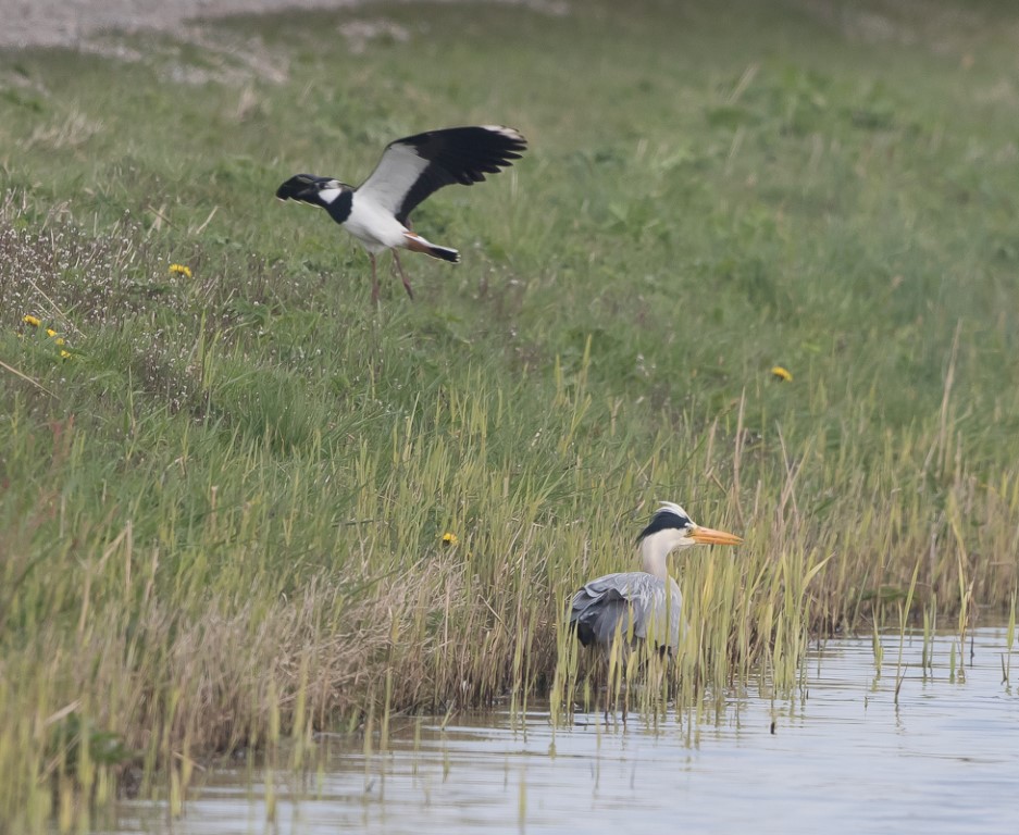 Blauwe reiger met kievit 3 Medium