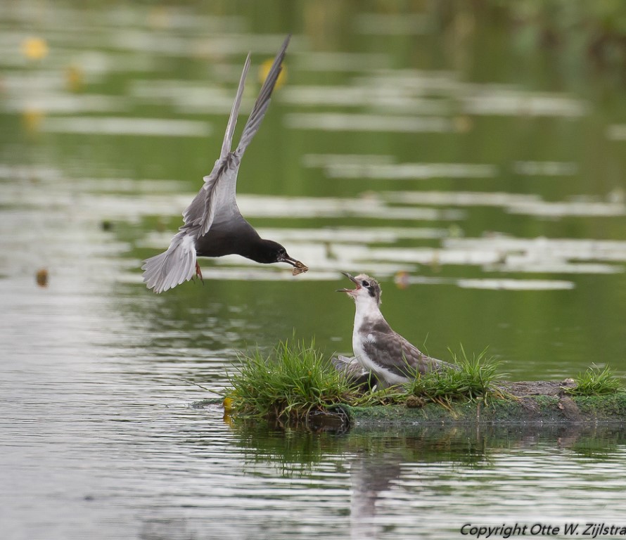 Zwarte Stern 1 Medium