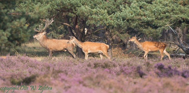 Veluwe 3 BorderMaker