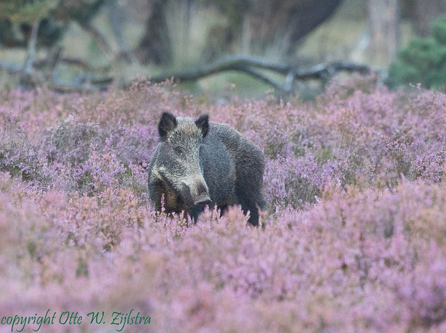 Veluwe 4 BorderMaker