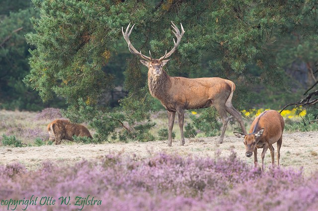 Veluwe BorderMaker