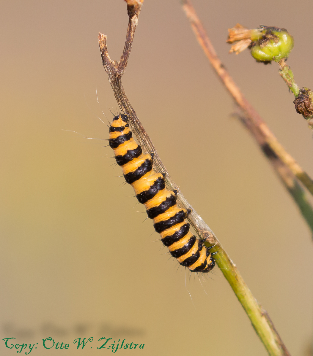 Rups St. Jacobsvlinder 1