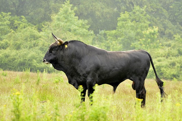 Arjen Boerman Sayaguesa stier BorderMaker