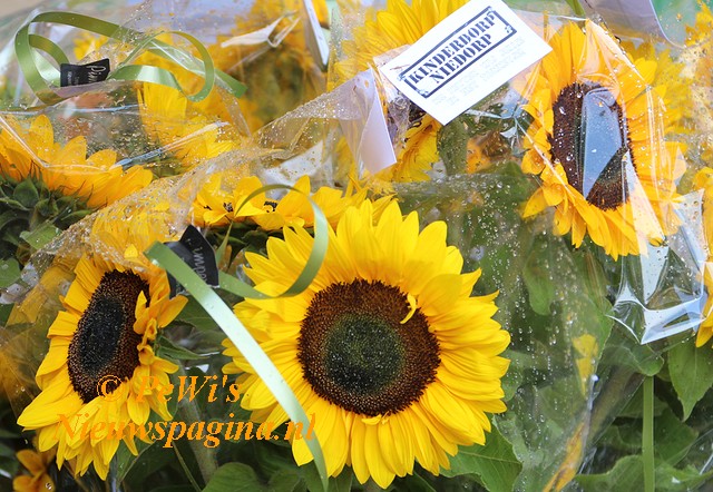 IMG 9362aa BorderMaker