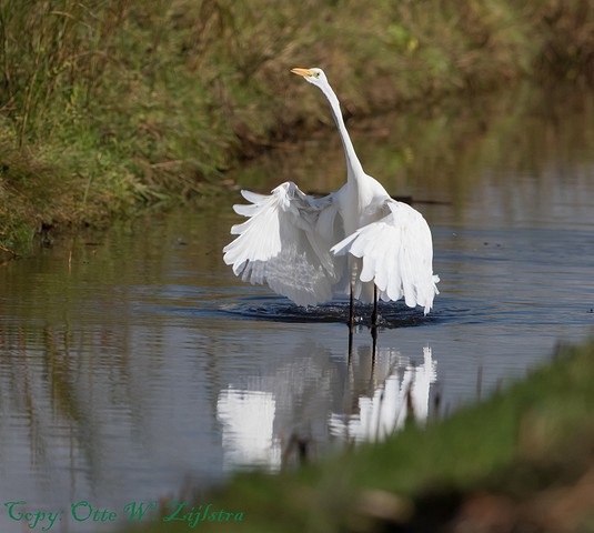 Grote Zilverreiger FB 1 BorderMaker