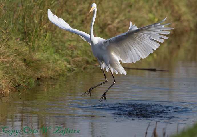 Grote Zilverreiger FB 2aa BorderMaker