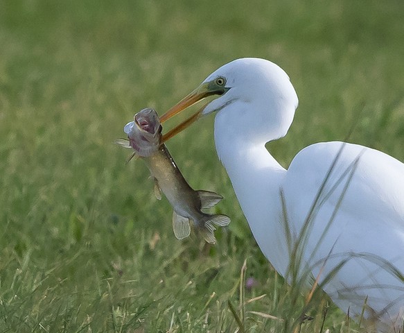 Grote Zilverreiger met vis 1 BorderMaker