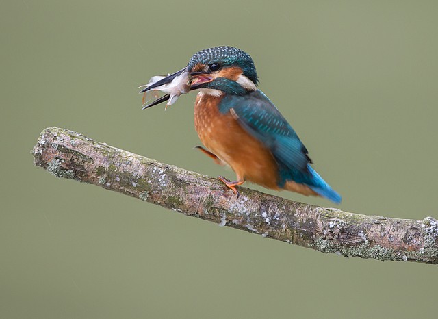 IJsvogel cursus BorderMaker