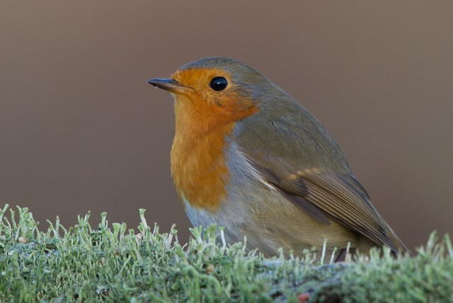 Roodborst-1 640x480